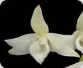 Dendrobium parishii var. alba